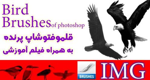 دانلود براش , قلمو پرنده نرم افزار فتوشاپ Download Bird Brush of photoshop